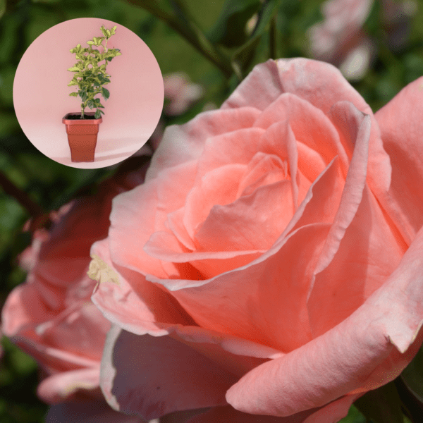 Muda Premium Eugenia®